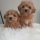 Maltipoo Puppies for sale in Fort Smith, AR, USA. price: $700