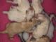 Maltipoo Puppies for sale in Florida, MA, USA. price: NA