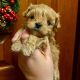 Maltipoo Puppies for sale in Greenville, SC, USA. price: $500