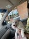 Maltipoo Puppies for sale in Lawrenceville-Suwanee Rd, Suwanee, GA, USA. price: NA