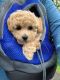 Maltipoo Puppies for sale in Fresno, CA, USA. price: $700