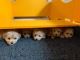 Maltipoo Puppies for sale in Fresno, CA, USA. price: $700