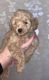 Maltipoo Puppies for sale in Maryland City, MD, USA. price: NA