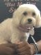 Maltipoo Puppies for sale in Greenville, NC 27834, USA. price: NA