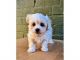 Maltipoo Puppies for sale in Kent, WA, USA. price: $800
