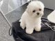 Maltipoo Puppies for sale in Kent, WA, USA. price: $850