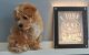 Maltipoo Puppies for sale in Meatpacking District, New York, NY 10014, USA. price: NA