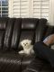 Maltipoo Puppies for sale in Southlake, TX 76092, USA. price: NA