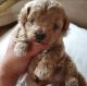Maltipoo Puppies for sale in Rochester, NY, USA. price: NA