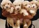 Maltipoo Puppies for sale in Downey, CA, USA. price: $1,450
