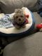 Maltipoo Puppies for sale in San Francisco, CA, USA. price: $1,900