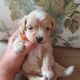 Maltipoo Puppies for sale in S Santa Monica St, Deming, NM 88030, USA. price: NA