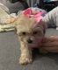 Maltipoo Puppies for sale in San Francisco, CA, USA. price: $1,800