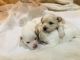 Maltipoo Puppies for sale in Federal Way, WA, USA. price: NA