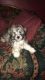 Maltipoo Puppies for sale in Land O' Lakes, FL, USA. price: $950