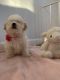 Maltipoo Puppies for sale in Greenwich, CT 06830, USA. price: NA