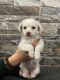 Maltipoo Puppies for sale in Bellflower, CA, USA. price: NA