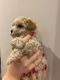 Maltipoo Puppies for sale in Florida, NY, USA. price: NA