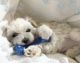 Maltipoo Puppies for sale in Spickard, MO 64679, USA. price: NA
