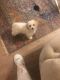Maltipoo Puppies for sale in Riverbank, CA, USA. price: $2,750