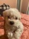 Maltipoo Puppies for sale in Beverly Hills, CA 90210, USA. price: NA
