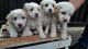 Maltipoo Puppies for sale in Beverly Hills, CA 90210, USA. price: NA