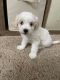 Maltipoo Puppies for sale in Appleton, WI, USA. price: NA