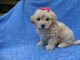 Maltipoo Puppies for sale in La Habra Heights, CA, USA. price: NA