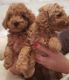 Maltipoo Puppies for sale in Maryland City, MD, USA. price: NA