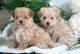 Maltipoo Puppies for sale in 11101 La Reina Ave, Downey, CA 90241, USA. price: $750