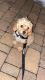 Maltipoo Puppies for sale in Somerset County, NJ, USA. price: NA