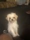Maltipoo Puppies for sale in Augusta, GA, USA. price: NA