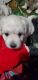 Maltipoo Puppies for sale in Lima, OH, USA. price: NA
