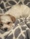 Maltipoo Puppies for sale in Rancho Cucamonga, CA, USA. price: $1,100