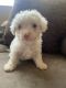 Maltipoo Puppies for sale in Bakersfield, CA, USA. price: $600