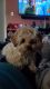 Maltipoo Puppies for sale in Round Lake Heights, IL 60073, USA. price: NA