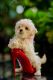 Maltipoo Puppies for sale in Roseville, CA, USA. price: NA