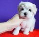 Maltipoo Puppies for sale in The Bronx, NY, USA. price: $700