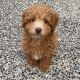 Maltipoo Puppies for sale in The Bronx, NY, USA. price: $700