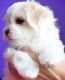 Maltipoo Puppies for sale in The Bronx, NY, USA. price: NA