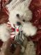 Maltipoo Puppies for sale in Gresham, OR 97080, USA. price: $3,200