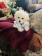 Maltipoo Puppies for sale in Gresham, OR 97080, USA. price: $3,000
