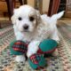 Maltipoo Puppies for sale in Fayetteville, NC, USA. price: $850