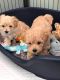 Maltipoo Puppies for sale in Detroit, MI, USA. price: $900
