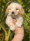 Maltipoo Puppies for sale in Huntington Park, CA 90255, USA. price: NA