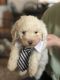Maltipoo Puppies for sale in Oakdale, CA 95361, USA. price: $1,500