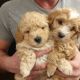 Maltipoo Puppies for sale in 3741 Adobe Dr, Palmdale, CA 93550, USA. price: NA
