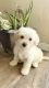 Maltipoo Puppies for sale in Riverside, CA, USA. price: $780