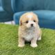 Maltipoo Puppies for sale in Temecula, CA, USA. price: $899