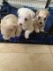 Maltipoo Puppies for sale in Pomona, CA, USA. price: NA